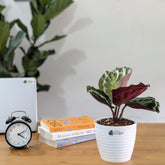 Calathea Medallion, with 5.5 inches white decor pot